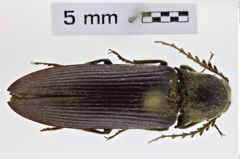 Foto (Dorsalansicht) von Anisomerus hacquardi (NHMW-ZOO-COL-0008509)